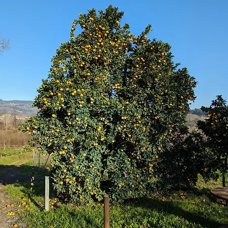 Quinta Da Lage E Enoturismo