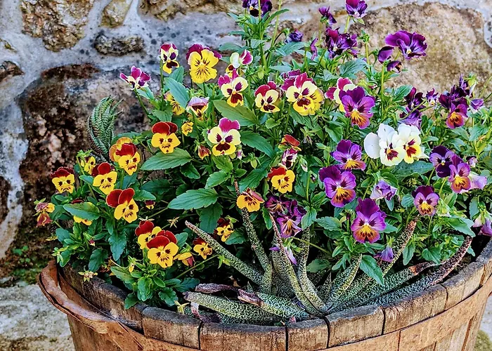 Quinta Da Lage E Enoturismo Tatil Evi *